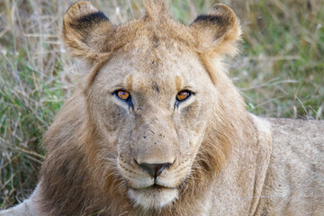 portrait of a lion © Peet