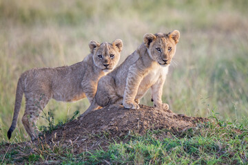 Twin lion cubs