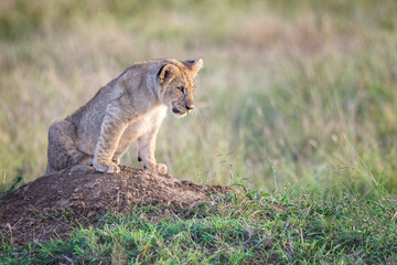 Young lion cub on an anthill © Peet