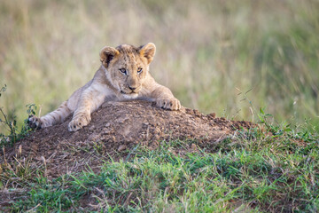 Lion cub on the lookout