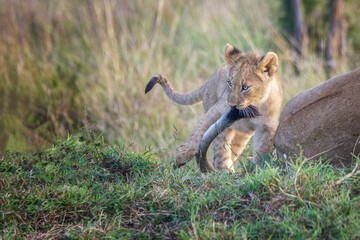 lion cub playing with mother's tail
