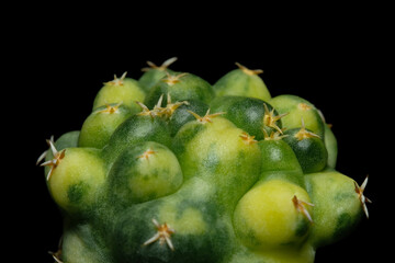 Close up of Coryphantha elephantidens cv. Titan cristata variegated. Isolated on black background color