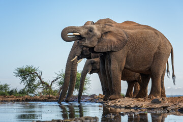 Obraz premium Afrivan Elephant Herd at the water