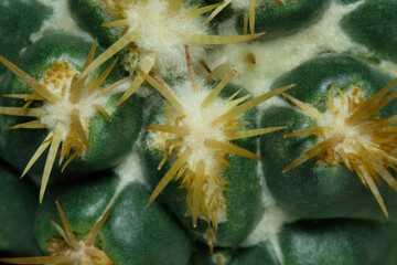 Close up detail shoot of Coryphantha elephantidens ssp Bumamma monstruosa spine. Isolated on black background color