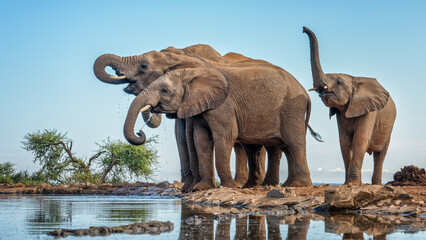 elephant communication