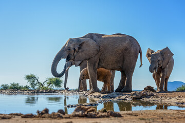 elephants at the water