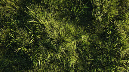 草、野原, 芝, 自然のイメージ背景