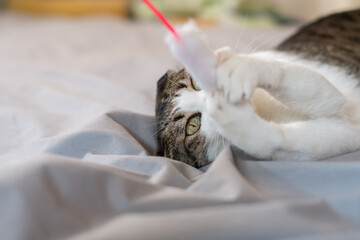 おもちゃで遊ぶ猫　キジトラ猫	