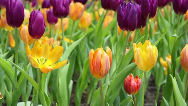 Footage of Captivating Princess Irene Tulips in Many Blooming Stages with Stunning Purple Flag Tulips