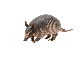 Obraz premium Detailed armadillo animal wildlife mammal isolated cutout image, perfect for design projects and illustration needs, isolated on transparent background