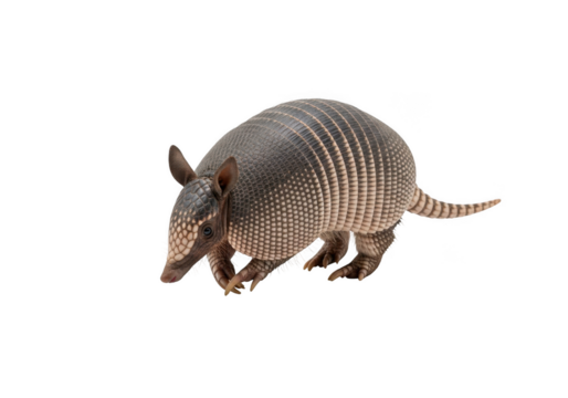Detailed armadillo animal wildlife mammal isolated cutout image, perfect for design projects and illustration needs, isolated on transparent background