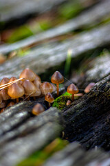 Mushroom on a tree throw.