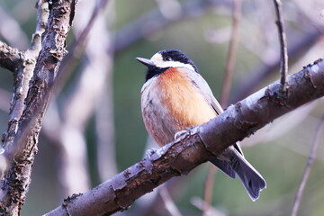アップで撮った枝の上のヤマガラ