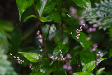 Obraz premium 秋の森 ミズヒキのピンク色の小さな花16