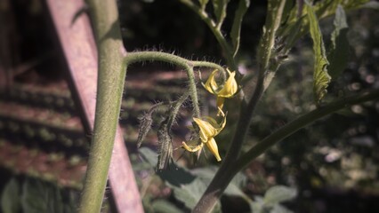 Tomato flower macro photography