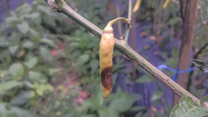 Chili with anthracnose disease