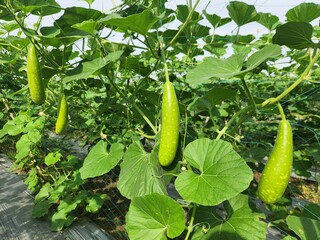 Bottle Gourd (Lau/Lauki) Plant Growing in a Vegetable Garden