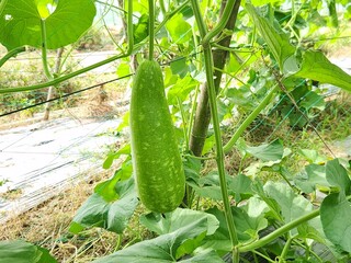 Bottle Gourd (Lau/Lauki) Plant Growing in a Vegetable Garden