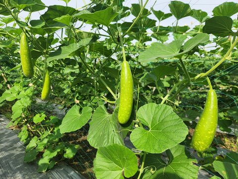 Bottle Gourd (Lau/Lauki) Plant Growing in a Vegetable Garden