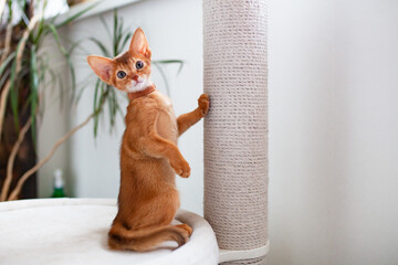 Abyssinian sorrel cat standing near white jute rope scratching post and looking at camera. Light minimalistic interior with green plants. Copy space.