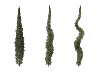 Realistic tall cypress trees for decoration isolated on transparent backgrounds. 3d rendering. png format.	
