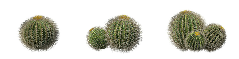 Cactus collection cut out on transparent background. High quality 3d rendering. png format	
