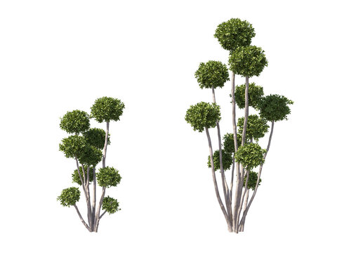 Decorative topiary trees isolated on transparent backgrounds. 3d rendering. png format.