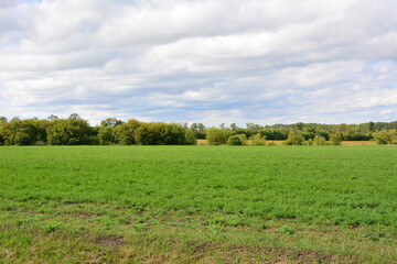 Vibrant Green Field and Lush Tree Line Under a Cloudy Sky