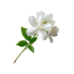 Fototapeta premium Close-up of a delicate white flower with green leaves on a stem