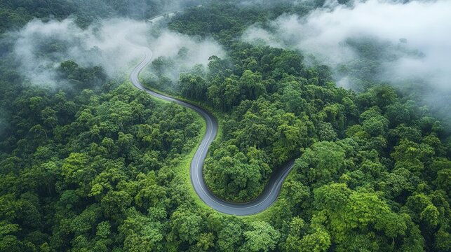 Winding road cutting through dense green forest covered with low-lying mist, showcasing nature and serene atmosphere