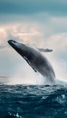 Fototapeta premium Majestic humpback whale breaches ocean waves bathed in soft sunlight a breathtaking marine display