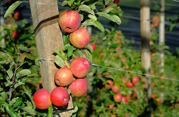 Apfelernte Südtirol