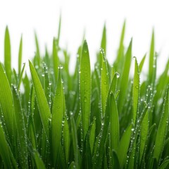 Obraz premium Vibrant green grass blades covered in dew drops on a white background