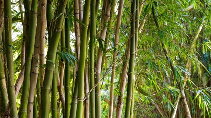 Obraz premium clacking. Bamboo stalks swaying and clacking in forest breeze with filtered daylight and motion blur. gardening catalogs, home-decor guides, designed for home decor and floral branding. 