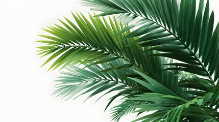 Fototapeta premium Lush green palm fronds create a tropical natural background on white.