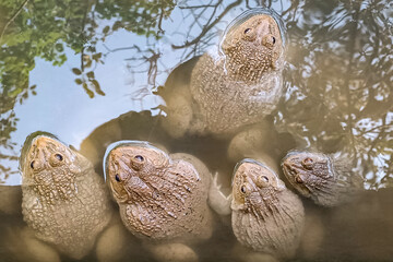 Many frogs in the pond