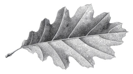 Detailed stippled illustration of an oak leaf on a white background