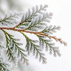 Flowers and Leaves in Christmas New year PNG concept. Frost-covered foliage creates a serene winter atmosphere in this close-up image.