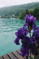 Vibrant Purple Flowers Overlooking Calm Lake Scenery