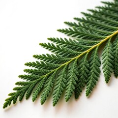 Flowers and Leaves in Christmas New year PNG concept. Green fern leaf with intricate details against a neutral background.