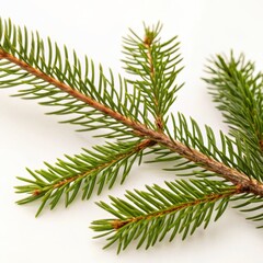 Flowers and Leaves in Christmas New year PNG concept. Pine branch with green needles on a light background.