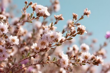 Gentle Pink Blossoms Blooming Against Azure Skies