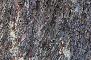 The rough skin of Chamchuri tree
