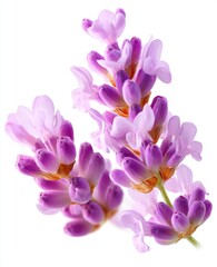 Lavender flower image with transparent background isolation