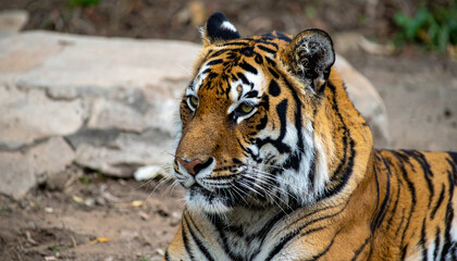 Close-up of a majestic tiger gazing with intense focus in its natural habitat.