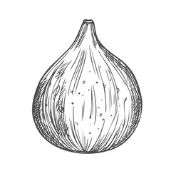 Fig drawing, illustration, vector sketch on white background.