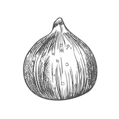 Fig drawing, illustration, vector sketch on white background.