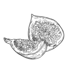 Figs ink sketch. Hand drawn vector illustration isolated on white background. Vintage style stroke drawing.