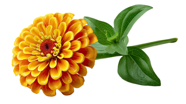 Zinnia's Delight: An exquisite Zinnia in vibrant orange radiates beauty, accompanied by a touch of fresh green foliage. A symbol of enduring affection and thoughts of absent friends