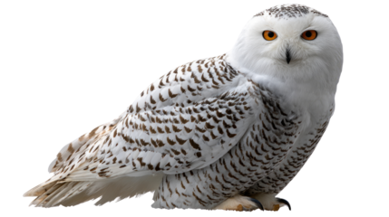 Majestic Snowy Owl: A regal snowy owl with piercing orange eyes and pristine white plumage perched, exudes an aura of serenity and wisdom, its gaze is focused, portraying the elegance of the wild.